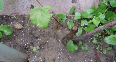 Co dělat, když hrozny přesazené na trvalé místo dobře nerostou a co jim chybí